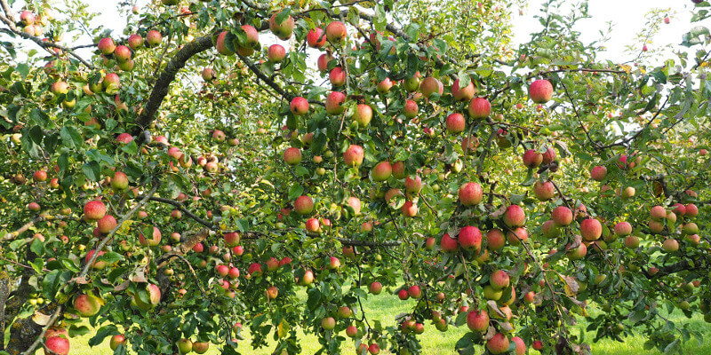 Alles Apfel Vera Albert Leeb Apfelsaft Seewinkel St. Andrä Zicksee Burgenland AbHof Kinder (1)