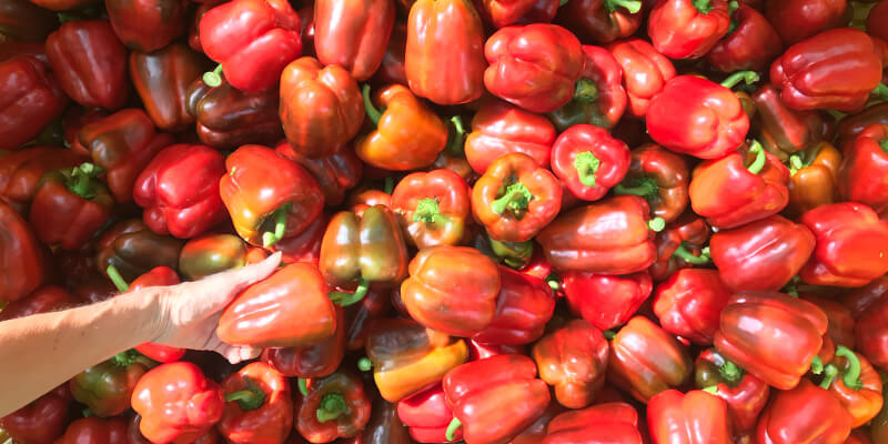 Gefüllte Paprika Paradeiser Tomaten AbHof Rezept Ganger