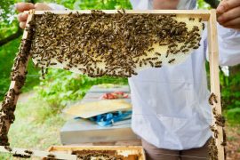 Wiener Bezirksimkerei Honig Bienen Imkerei AbHof Tour